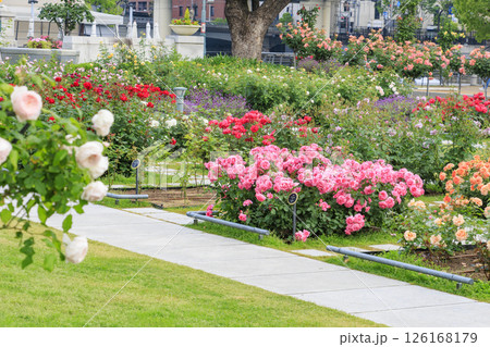 満開見頃な中之島バラ園 126168179