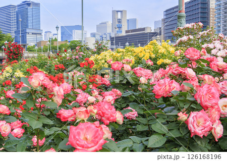 満開見頃な中之島バラ園 満開見頃な中之島バラ園 126168196