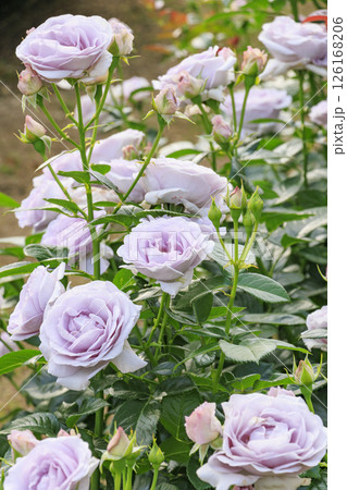 満開見頃な中之島バラ園 126168206