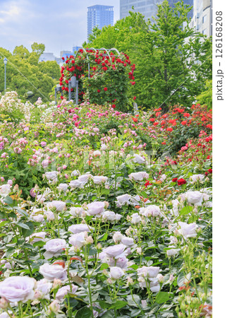 満開見頃な中之島バラ園 126168208