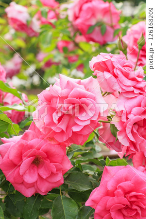 満開見頃な中之島バラ園 満開見頃な中之島バラ園 126168209