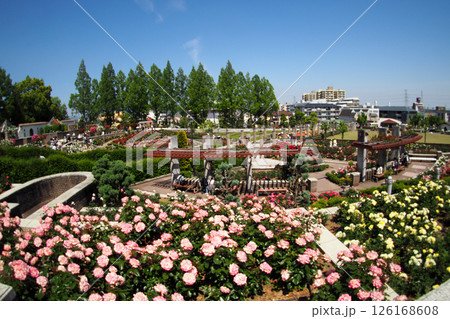 伊丹市荒牧バラ公園 伊丹市荒牧バラ公園 126168608