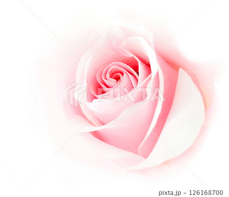 Rose Rose 126168700