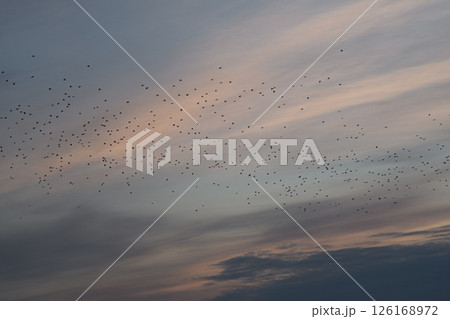 Gray, incredible sky. Divorces of blue-pink clouds. Many birds fly away. Black birds in the sky.  126168972