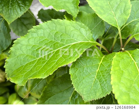 新緑の季節に生き生きとした葉を広げるアオハダ12 126168984