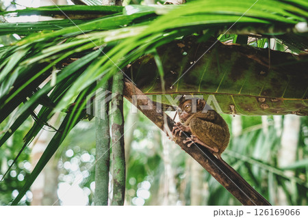 Cute Philippine Tarsier on the wonderful island of Bohol 126169066