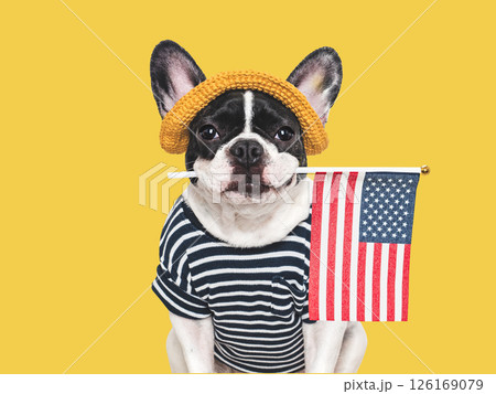 Cute puppy, sunhat and American Flag. Studio shot Cute puppy, sunhat and American Flag. Studio shot 126169079