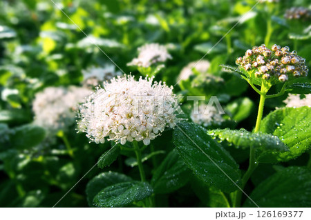 朝露に濡れたマルバシモツケの花 朝露に濡れたマルバシモツケの花 126169377