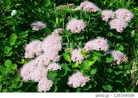ピンク色のマルバシモツケの花 ピンク色のマルバシモツケの花 126169386