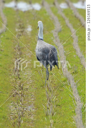 ナベヅル 後ろ姿（鹿児島県出水市） 126169515