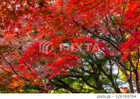 紅葉の大田黒公園　東京庭園秋風景 126169764