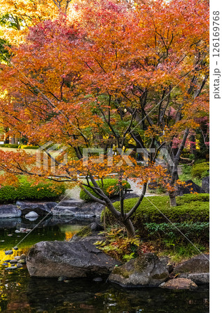 紅葉の大田黒公園　東京庭園秋風景 126169768