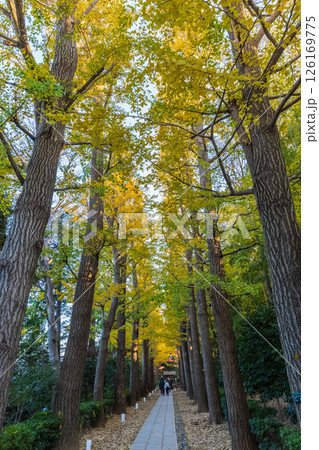 紅葉の大田黒公園 東京庭園秋風景 紅葉の大田黒公園 東京庭園秋風景 126169775
