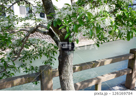 岐阜県大垣市　水門川とヒトツバタゴ 126169784