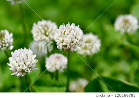 シロツメクサ 126169793