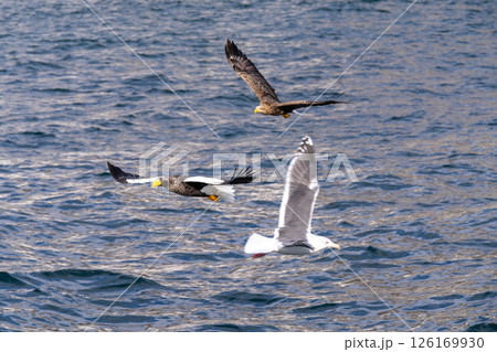北海道　大鷲　オジロワシ　オオオワシ　鳥　動物　　冬 126169930
