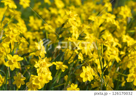 花を咲かせるイトバスイセン 花を咲かせるイトバスイセン 126170032