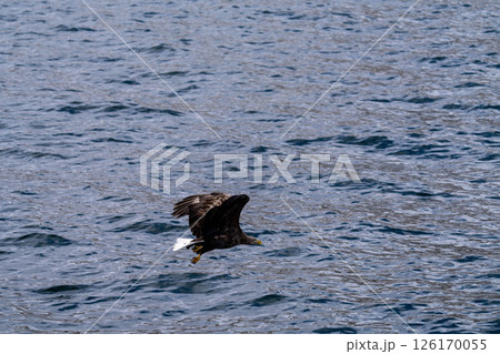 北海道　大鷲　オジロワシ　オオオワシ　鳥　動物　　冬 126170055