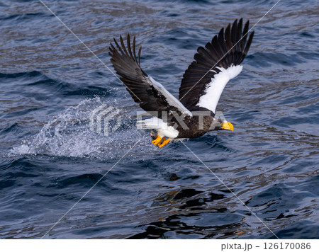 北海道 大鷲 オジロワシ オオオワシ 鳥 動物 冬 北海道 大鷲 オジロワシ オオオワシ 鳥 動物 冬 126170086