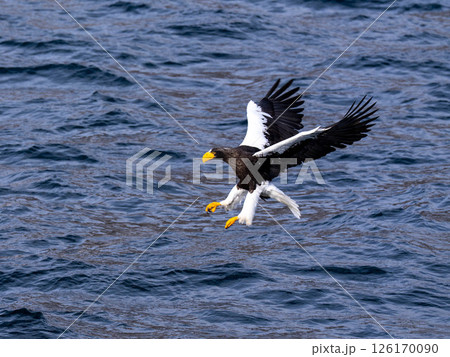 北海道　大鷲　オジロワシ　オオオワシ　鳥　動物　　冬 126170090