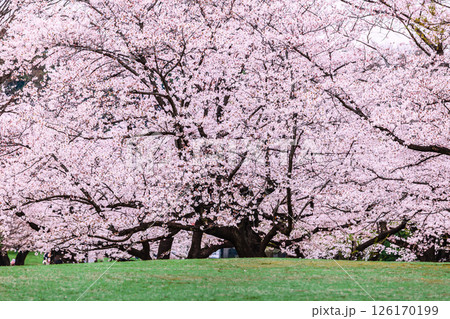 公園の満開の桜 東京 公園の満開の桜 東京 126170199
