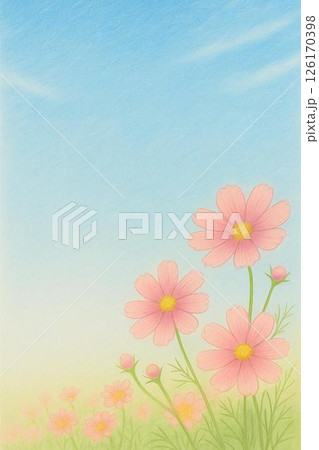 ポストカード　コスモス 126170398