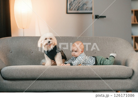 Animal is in black clothes. Toddler is on the sofa with maltese dog. Indoors at home 126171086