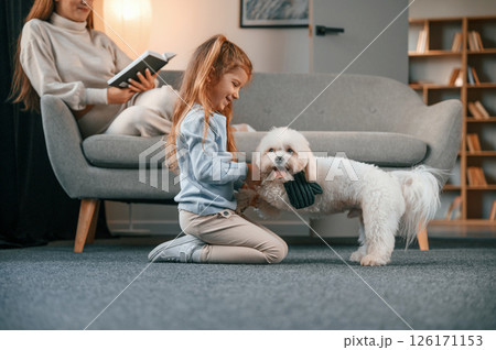 Side view. Girl is playing with her pet. Mother with daughter is at home with maltese dog Side view. Girl is playing with her pet. Mother with daughter is at home with maltese dog 126171153