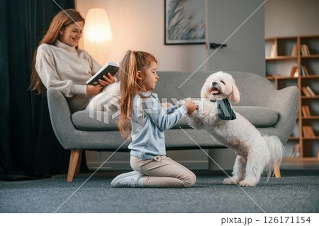 Girl is holding pet by paws. Mother with daughter is at home with maltese dog 126171154