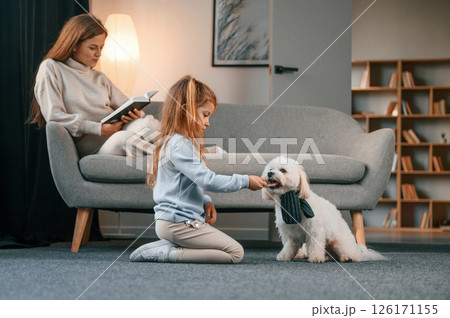 Side view. Girl is playing with her pet. Mother with daughter is at home with maltese dog 126171155