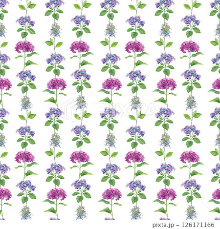 Hydrangea flowers pattern. Watercolor of pink, purple and white flowers isolated on a white background. Good for postcards, invitations, greeting cards, wallpaper, textiles 126171166