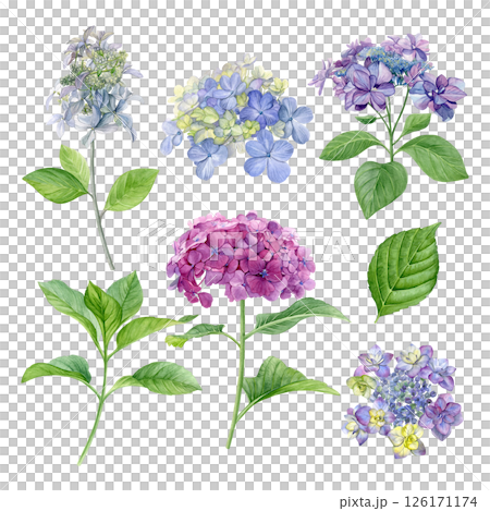 Set of hydrangea and leaves. Watercolor of summer flowers and leaves isolated on a white background. Good for postcards, invitations, greeting cards 126171174
