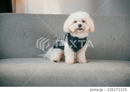 Sitting on the sofa. Cute maltese dog is indoors in domestic room 126171310