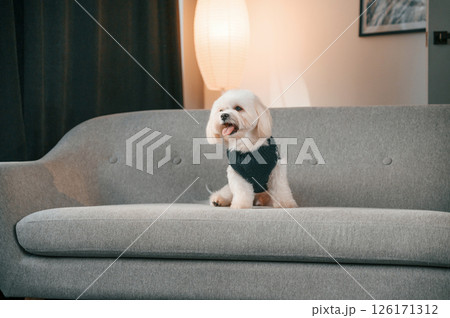 Sitting on the sofa. Cute maltese dog is indoors in domestic room 126171312