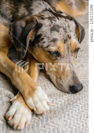 spotted Dog with brown and white fur is lying on the bed. a pet with a sad face looks away. 126171399