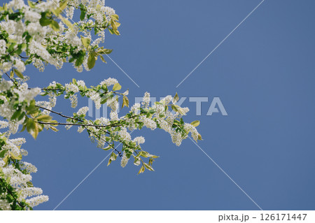 tree with white flowers in full bloom. The tree is surrounded by a blue sky. 126171447