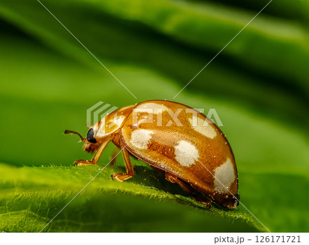 Close-Up Shot of a Cream-spotted Ladybird on a Green Leaf Background Close-Up Shot of a Cream-spotted Ladybird on a Green Leaf Background 126171721