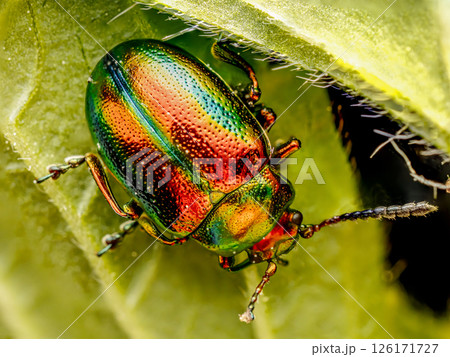 Colorful dead-nettle leaf beetle Resting on Vibrant Green Leaf in Macro Close-Up Colorful dead-nettle leaf beetle Resting on Vibrant Green Leaf in Macro Close-Up 126171727