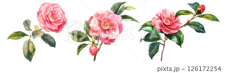 Set of flower, Camellia in watercolor style isolated on a transparent background. 126172254