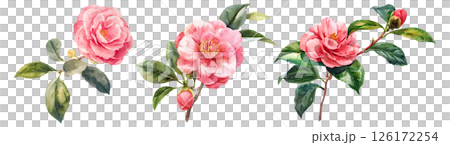 Set of flower, Camellia in watercolor style isolated on a transparent background. 126172254
