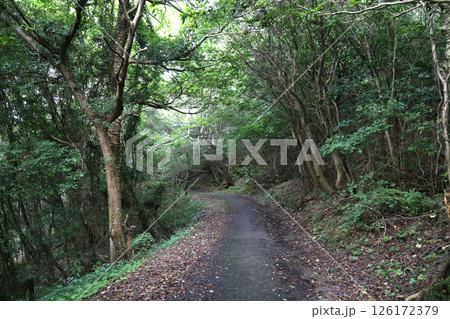 森のイメージ 126172379