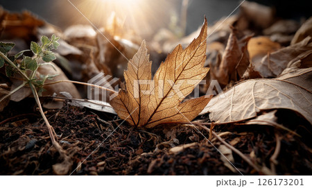 Macro shot of leaves and organic matter decomposing. Recycling of waste, zero waste production, preservation of the ecology of the Earth Macro shot of leaves and organic matter decomposing. Recycling of waste, zero waste production, preservation of the ecology of the Earth 126173201