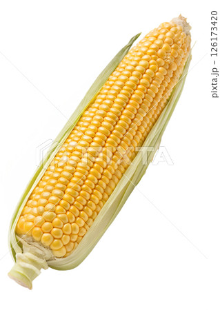 Fresh golden corn on the cob with husk, healthy food, summer vegetable harvest Fresh golden corn on the cob with husk, healthy food, summer vegetable harvest 126173420