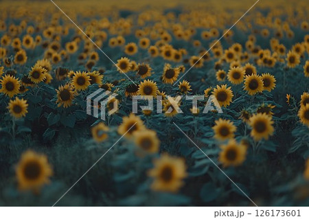 Enchanting sunflower expanse, A botanical paradise of golden blooms 126173601