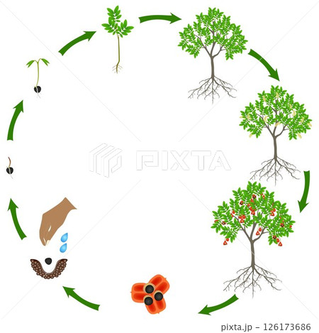 Life cycle of blighia sapida tree on a white background. 126173686