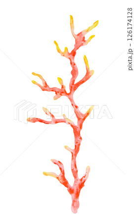 Watercolor illustration of a red and yellow coral branch. Perfect for marine-themed projects, children s books, summer designs, ocean decor, diving visuals, and tropical sea life compositions. 126174128