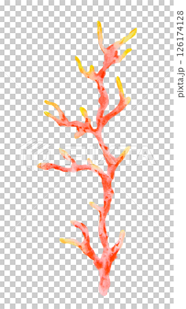 Watercolor illustration of a red and yellow coral branch. Perfect for marine-themed projects, children s books, summer designs, ocean decor, diving visuals, and tropical sea life compositions. 126174128