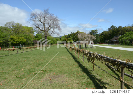 上賀茂神社 競馬の馬場 京都市北区 上賀茂神社 競馬の馬場 京都市北区 126174487