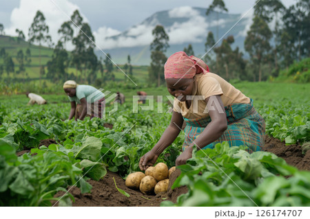 Woman farmer is harvesting potatoes in a field in rwanda, africa, surrounded by other farmers working the land 126174707