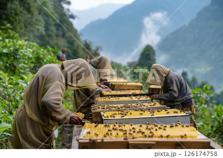 Beekeepers wearing protective clothing working on a mountainside, harvesting honey from beehives 126174758